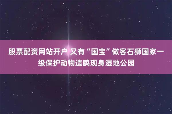 股票配资网站开户 又有“国宝”做客石狮国家一级保护动物遗鸥现身湿地公园